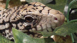 quotELLIEquot MEIN ARGENTINISCHER SCHWARZ WEIÃŸER TEJU  Tupinambis merianae  BLACK AND WHITE TEGU [upl. by Annairam]