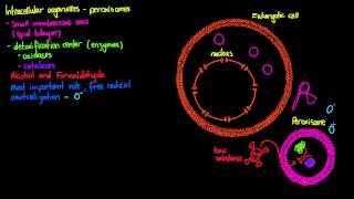 Intracellular Organelles Peroxisomes [upl. by Socha]