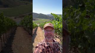 Harvest 2024 Perilune Vineyard [upl. by Teodoro]