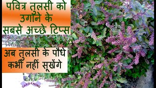 Best grow and care tips for TULSI  HOLY BASIL [upl. by Cleasta881]