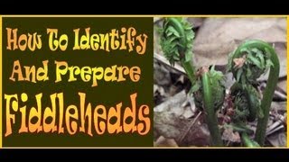 Fiddleheads How to identify and prepare this wild Delicacy [upl. by Kcirddec664]