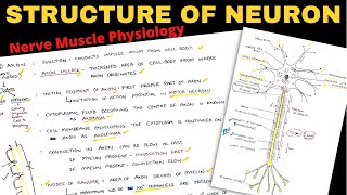 Structure of Neuron 12  Myelin Sheath  Nerve Muscle Physiology [upl. by Retepnhoj]