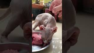 Gluttonous sphynx cat makes a sound 🤪🤪🤪  Sphynx Kittens [upl. by Anak]