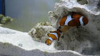 Ocellaris clownfish spawning [upl. by Rebeka629]