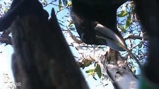 Wild crows filmed making and using hooked tools [upl. by Ahsemak]