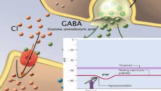 Chapter 12 EPSP IPSP and Summation [upl. by Ringler769]