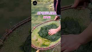 Spirulina Superfood science sciencefacts [upl. by As534]