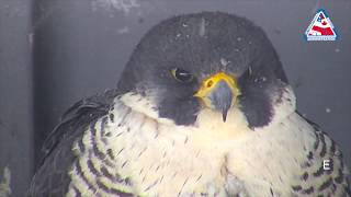 SaultBridge Peregrine Falcam April 16 2018 [upl. by Hollenbeck322]