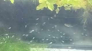 a huge spawn of checkerboard cichlids Dfilamentosus [upl. by Anaerda]