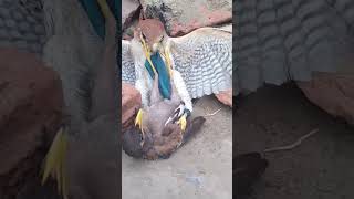 Strong Home Bird birds hunting wildlife attack animals eagle hawk shorts falcons [upl. by Ettessil]