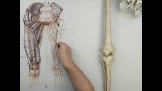 ANATOMY FOR ARTISTS Upper LegPART 1 [upl. by Genet]