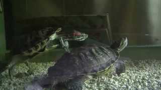 Redeared Slider Turtle  RedEared Terrapin  Water Pond Slider  AntalyaTurkey [upl. by Otsuj]