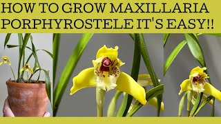 How to grow Maxillaria porphyrostele mine has burst into bloom so lets talk basic care [upl. by Ainak]