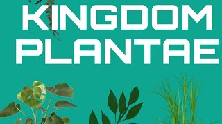 The Plant Kingdom Get a quick yet detailed overview of everything in it LogicalBioSphere [upl. by Powder]