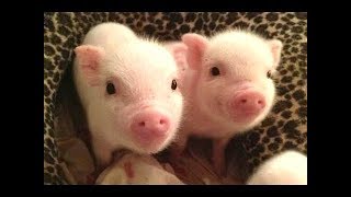 CUTE BABY PIGS COMPILATION 2018 2  Just Animal Videos [upl. by Louie]