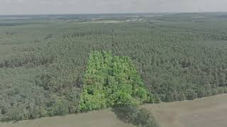 Wald kaufen Rathenow Havelland Brandenburg wwwwaldundflurkaufen Gülper Seewald [upl. by Ellebasi787]