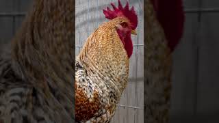 Bielefelder Kennhuhn shorts Bielefelder Chicken Rooster [upl. by Tamberg]