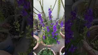 Delphinium flower care amp get more flowerLarkspur flowershorts [upl. by Jeane757]