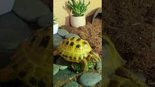 Trunky the Horsefield Tortoise happy day veronikakoleva2372 shorts happy pets positivevibes [upl. by Der274]