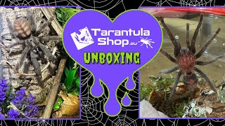 3 New Tarantulas from TarantulaShopeu [upl. by Acisej]