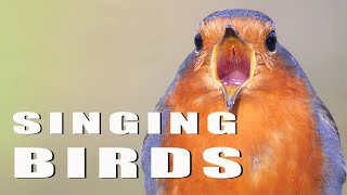 SINGING BIRDS [upl. by Hiasi]