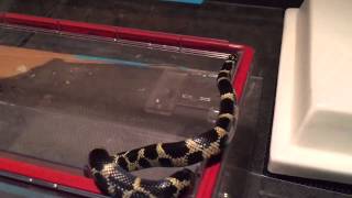 Eastern Kingsnake  Taylor co Florida [upl. by Raycher238]