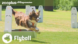 Flyball What is this fastpaced dog sport [upl. by Aserehtairam]