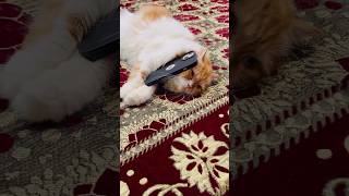 Masti ki video 😂🤣 billu ki comedy 🤣recipe totalgaming cute catlover likes viralshorts fanfun [upl. by Croom]