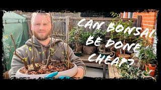 Can I make a Bonsaiplanting As cheap as possible Bonsai Challenge [upl. by Prisilla80]