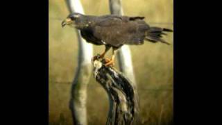 Snail kite eating an apple snail [upl. by Oahc878]