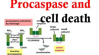 Caspase and Procaspase in cell death [upl. by Acimaj]