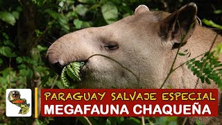 Paraguay Salvaje Especial Megafauna [upl. by Solitta]