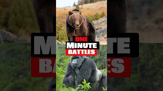 Gorilla vs Grizzly Bear  One Minute Battles [upl. by Ruthie]