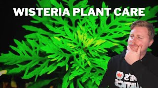 How To Grow Propagate and Care for Water Wisteria  Hygrophila Difformis [upl. by Hamforrd]