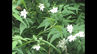 Tropical scent of Jasmine vines fill the air in our Exotic garden [upl. by Ian]