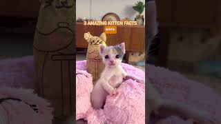 3 amazing kitten facts 😻 [upl. by Nylazor]