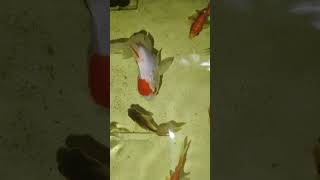 Fi fish guppy aquarium fishing tamil trend [upl. by Rorry]