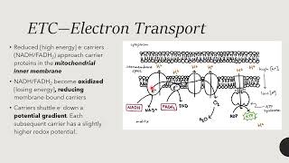 Electron Transport Chain [upl. by Milson918]