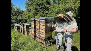 Wie ist eigentlich ein Bienenstock aufgebaut 2022 [upl. by Lander599]