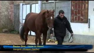 Haras du Mesnil  Route des Etalons 2011 [upl. by Curley]