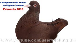 Palmarès  Championnat de France du Pigeon Carneau  SaintJouinBruneval 2018 [upl. by Asilaj563]