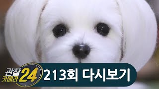 강아지 아니고 인형⊙ｏ⊙ 진짜보다 더 진짜같은 양모인형의 세계  관찰카메라 24 213 회 [upl. by Castillo]