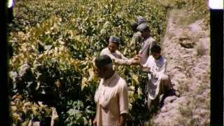 Afghanistan in the 1950s  Farming [upl. by Cranston]