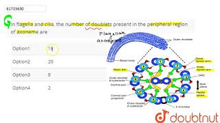 In flagella and cilia the number of doublets present in the peripheral region of axoneme are [upl. by Arednaxela]