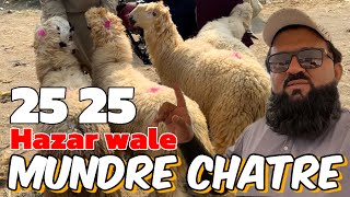 Mundre Chatre 2025 ke Liye  25 25 hazar wale desi Mundre  Lahore Bakra Mandi  LAHORI SHAUK [upl. by Spiros915]