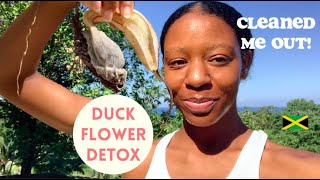 I took the most POWERFUL Colon Stomach Cleanse in Jamaica  Duck Flower Detox [upl. by Atnoved]