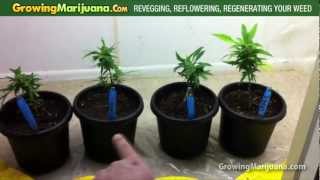 Revegging Reflowering Regenerating Your Cannabis Plant  Growing Marijuana [upl. by Horten]