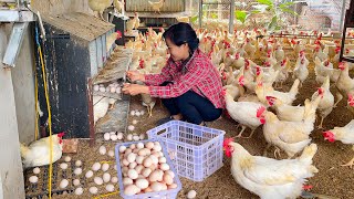 How to raise millions of egg laying and broiler chickens for business [upl. by Abana]