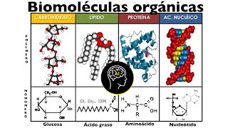 Biomoléculas presentes en células orgánicas carbohidratos lípidos proteínas y ácidos nucleicos [upl. by Jerrilee]