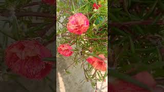 moss rose plant care and fertilizersflowers fruit [upl. by Navnod]